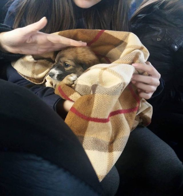 15356764_1187060714710993_4563665188748519838_n