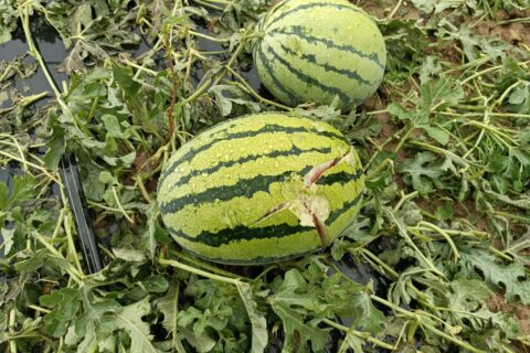 Foto: Mirsad Zahirović