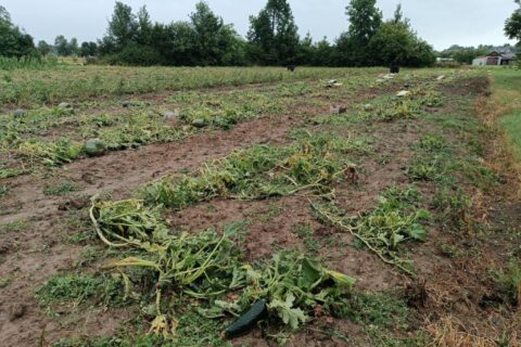 Foto: Mirsad Zahirović