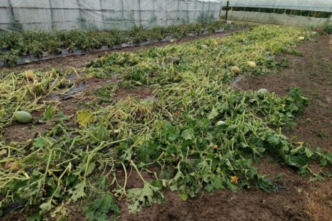 Foto: Mirsad Zahirović