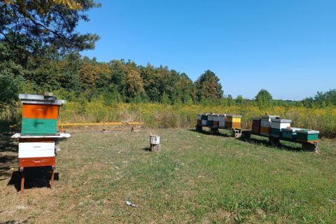 Foto: Mirsad Zahirović