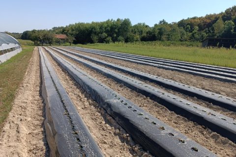 Foto: Mirsad Zahirović