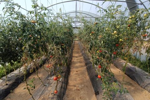 Foto: Mirsad Zahirović