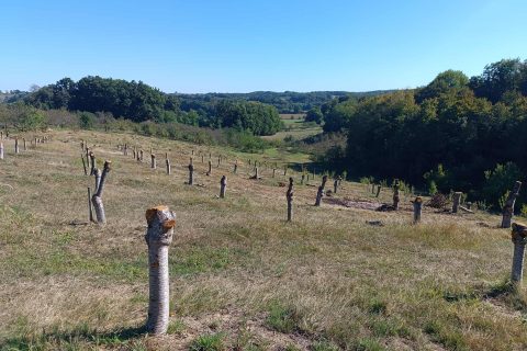 Foto: Mirsad Zahirović