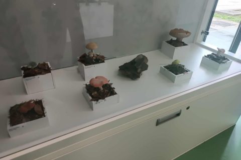 Foto: Mirsad Zahirović