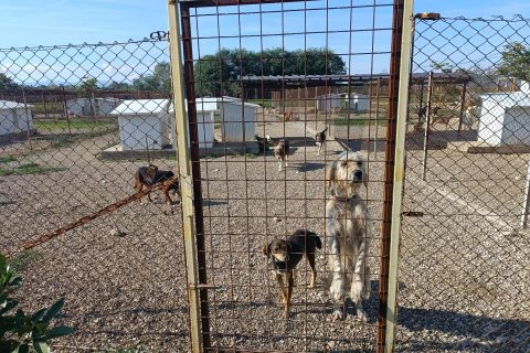 Foto: Mirsad Zahirović