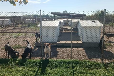 Foto: Mirsad Zahirović